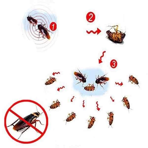 EXTERMINIQ – 3 pieces cockroach gel bait (10g) for effective pest control 4